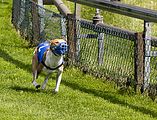 Dogobundi Basenji Th. Ernst (63)